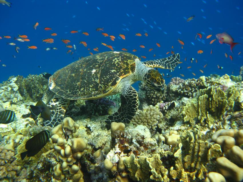 South Red Sea Diving Club, El Quseir