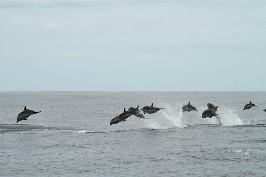 Delfinschule beim Springen