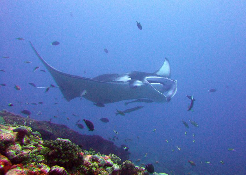 Paradise Island / Manta Point (Nord Male Atoll), Paradise Island,Malediven