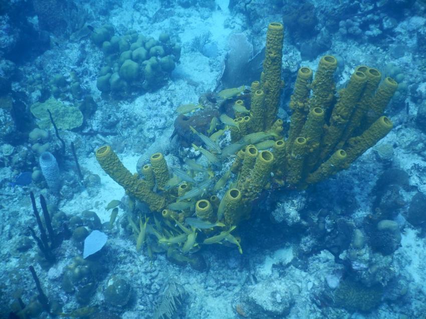 Fischschwarm an einer Koralle im "Aquarium" vor Catalina Island, Ultra Marine Divers, Punta Cana, Dominikanische Republik