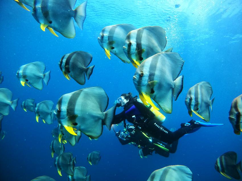 Fischschwarm, Fischschwarm, Euro-Divers Kagi Maldives, Malediven