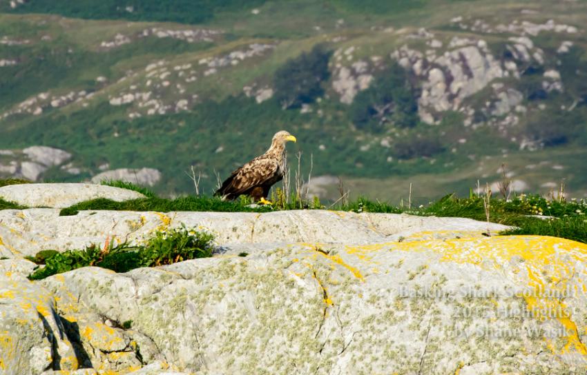 Weisskopfseeadler, Weisskopfseeadler, white tailed sea eagle, Mull, conservation, Basking Shark Scotland, Oban, Großbritannien, Schottland