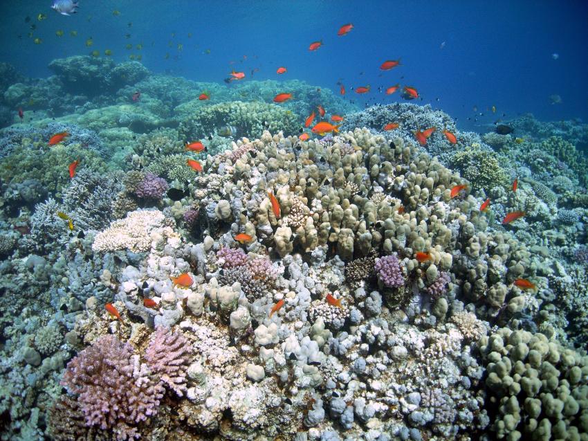 Safaga 01/2011 Teil 4, Safaga - allgemein,Ägypten