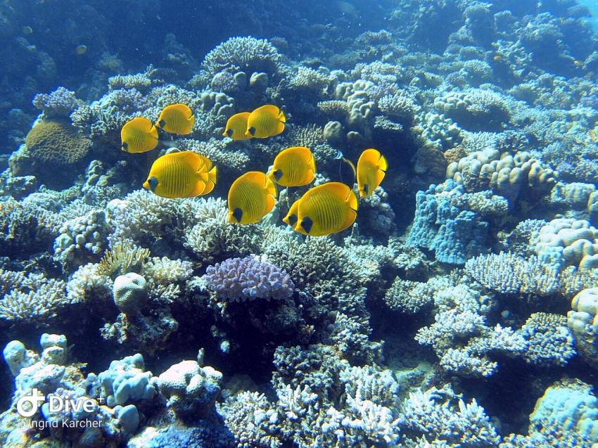 Wonderful Dive, Rohanou Resort, El Qusier, Ägypten, El Quseir bis Port Ghalib