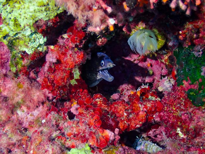 Muräne, Utina Diving, Xlendi Bay, Gozo, Malta, Gozo