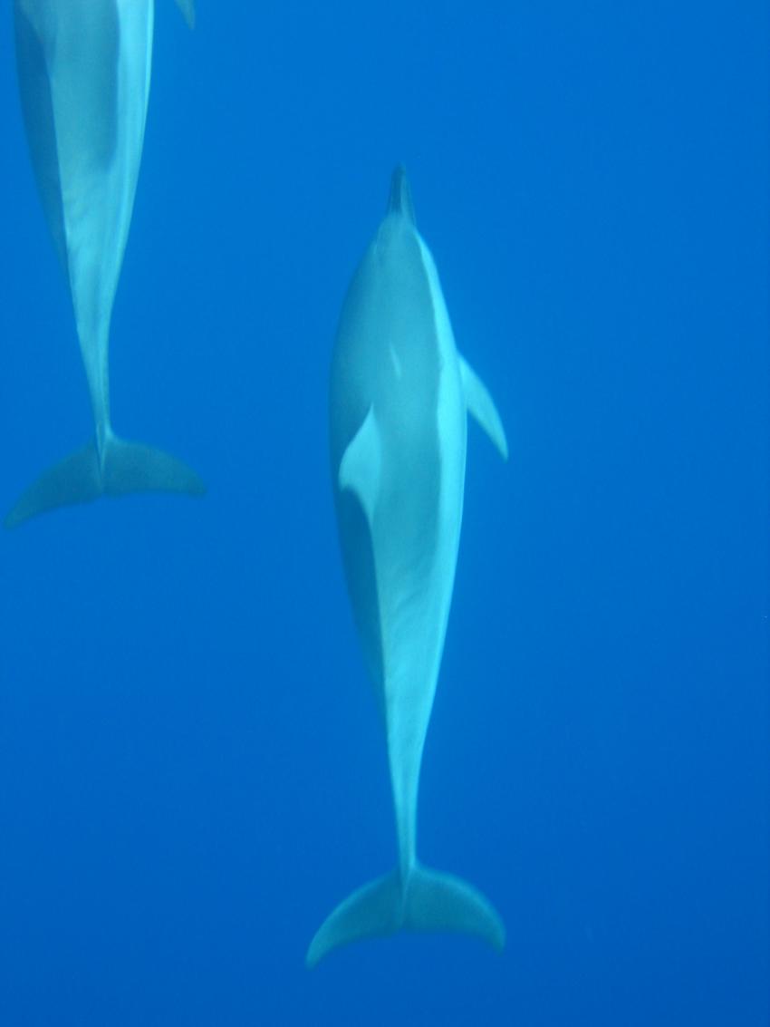 Dolphin Dive; Chinese Garden at Palmar, Mauritius allgemein,Mauritius,Delfine,Cetacea