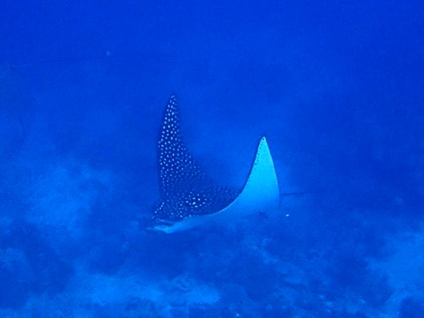 Atlantik Diving Center, Ägypten, El Quseir bis Port Ghalib
