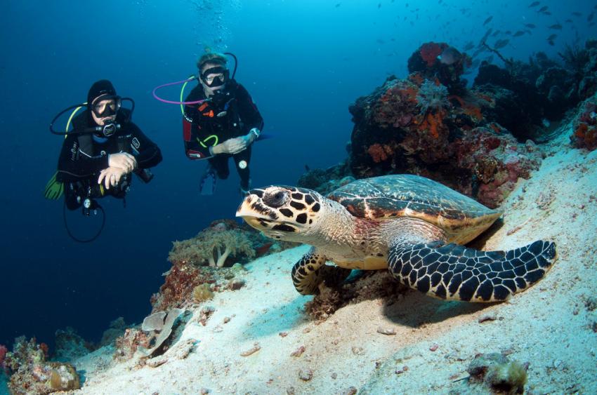 Schildkröte, Nusa Lembongan, lembongan, bali, Bali Hai Diving Adventure, Indonesien, Bali