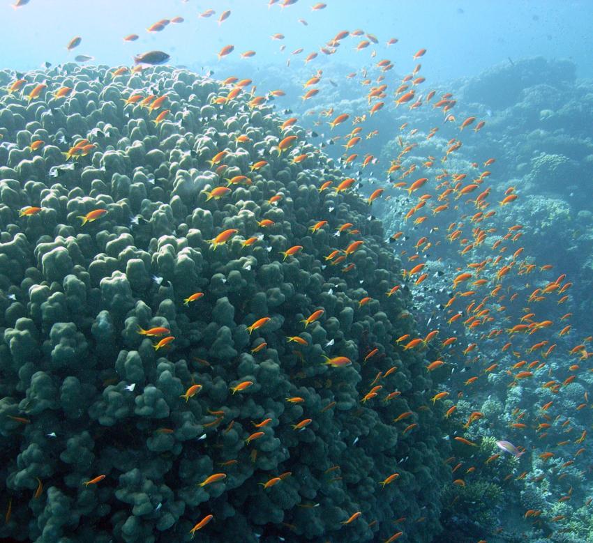 Safaga 01/2011 Teil 2, Safaga - allgemein,Ägypten