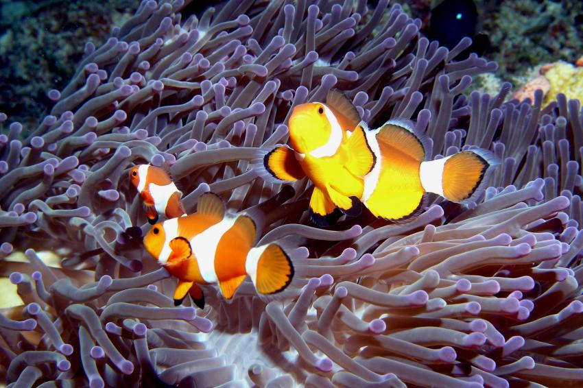 Nabucco Island, Nabucco Island,Indonesien,Clownfische,Anemone,Nemo