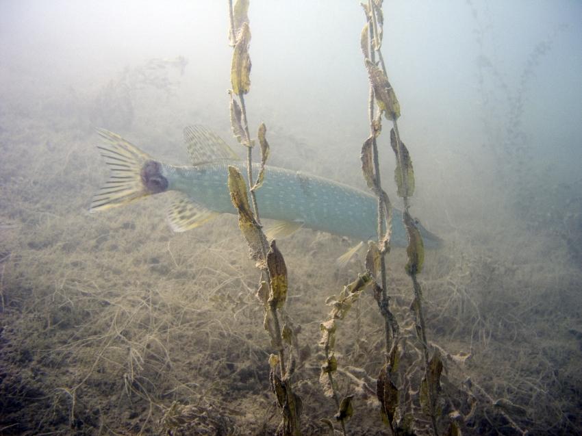 Attersee, Kohlbauern-Aufsatz, Attersee/Kohlbauernaufsatz,Unterach,Österreich