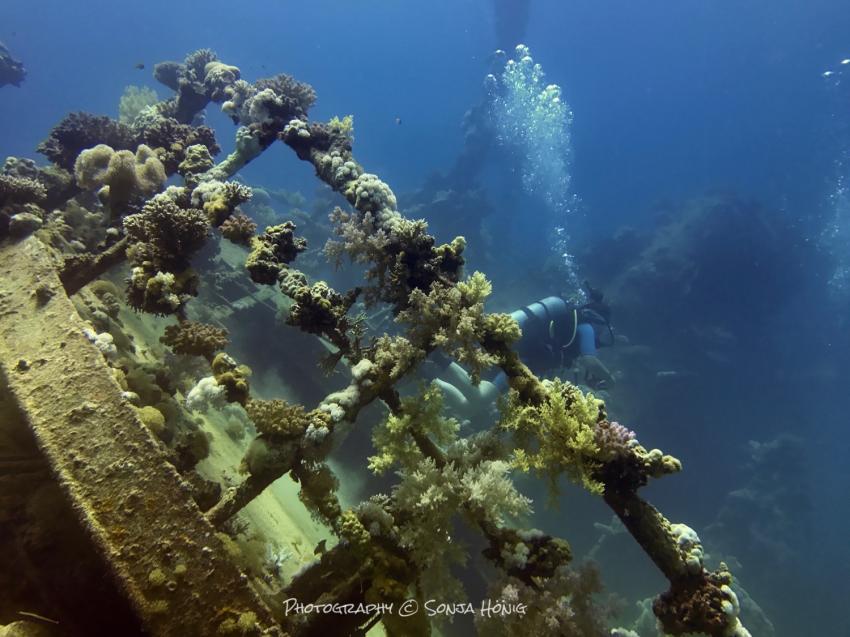Hamata Wreck, diving.de abu dabab, diving.DE Abu Dabab, El Malikia Resort, Ägypten, Marsa Alam und südlich