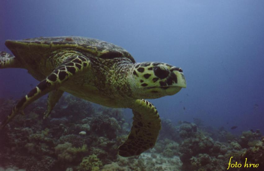 Schildkröten, Rotes Meer allgemein,Ägypten,Schildkröte