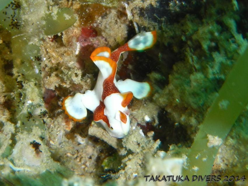 Takatuka Divers Galerie, Sipalay,Philippinen