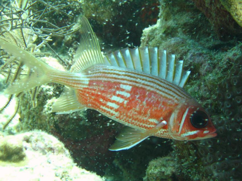 Bonaire, Bonaire,Niederländische Antillen,Langstachel Husarenfisch