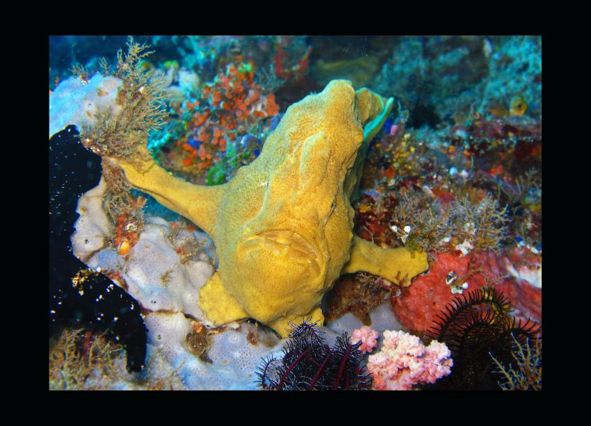 Unterwegs mit den Gangga Divers (Teil 2), Gangga Island,Nord-Sulawesi,Indonesien,Anglerfische,Antennariidae,Frogfisch