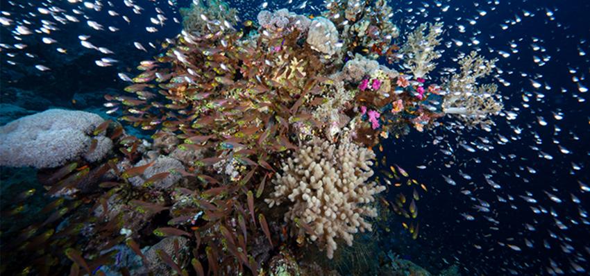 Glasfische, Tauchen Sharm Rotes Meer, Story Divers, Sharm el Sheikh, Ägypten, Sinai-Süd bis Nabq