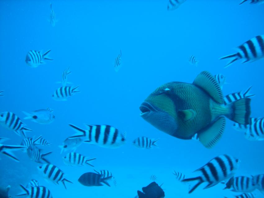 Le Morne  Easy Dive Center, Le Morne,Mauritius