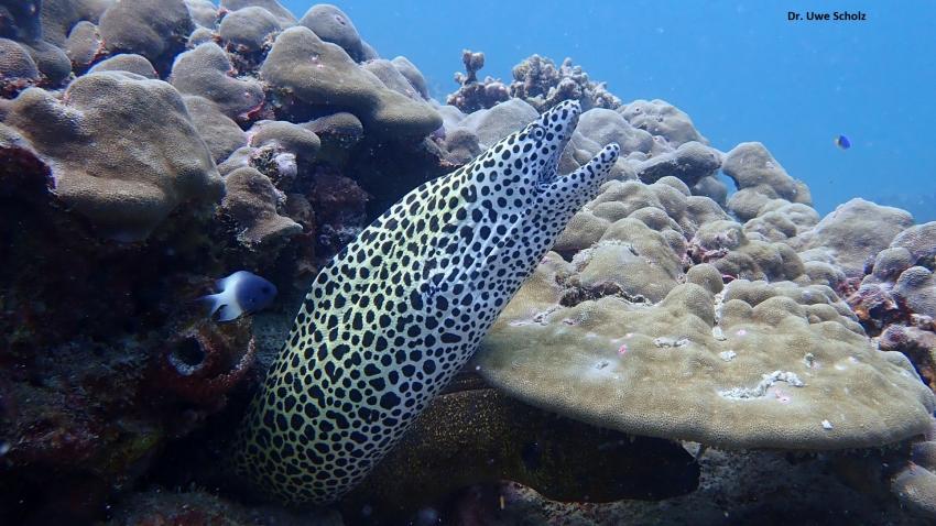 Moray, Octopus Diving, Praslin, Seychellen