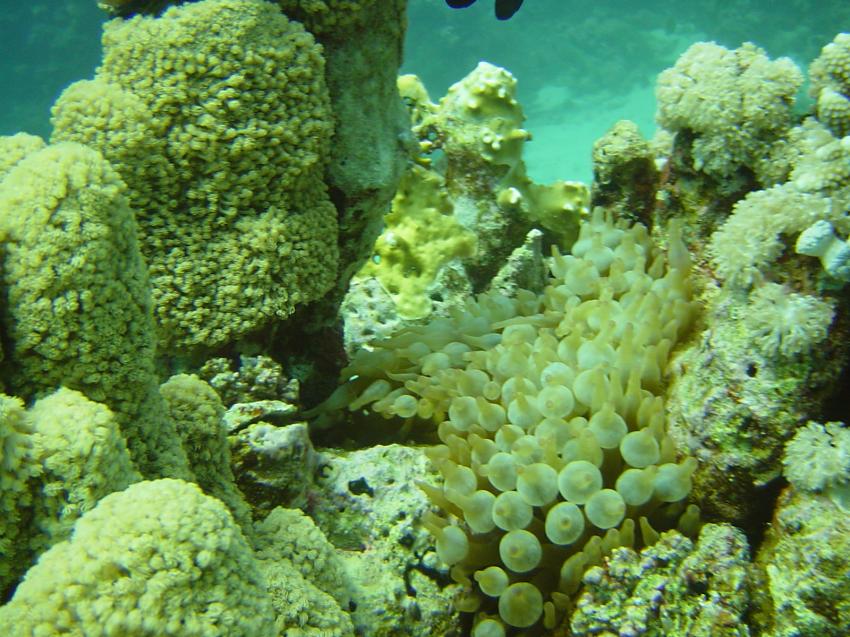 Safaga, Safaga - allgemein,Ägypten