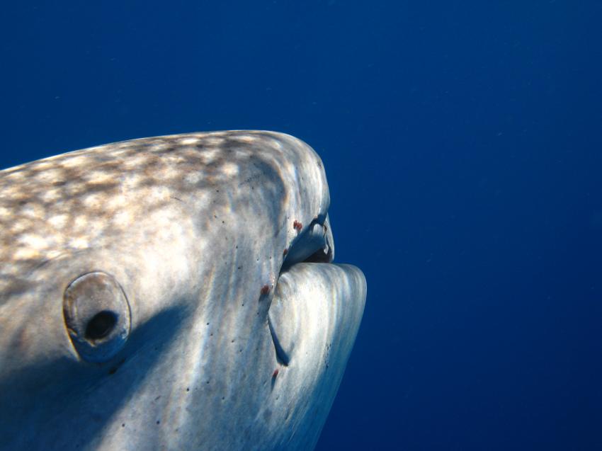 Riff - Villa- SAMAK  in Marsa Alam