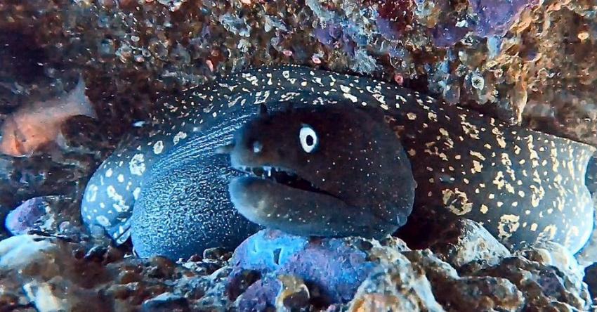 moray-eel, Muräne, Moray Eel, Dive Pro Fuerte, Fuerteventura, Spanien, Kanaren (Kanarische Inseln)