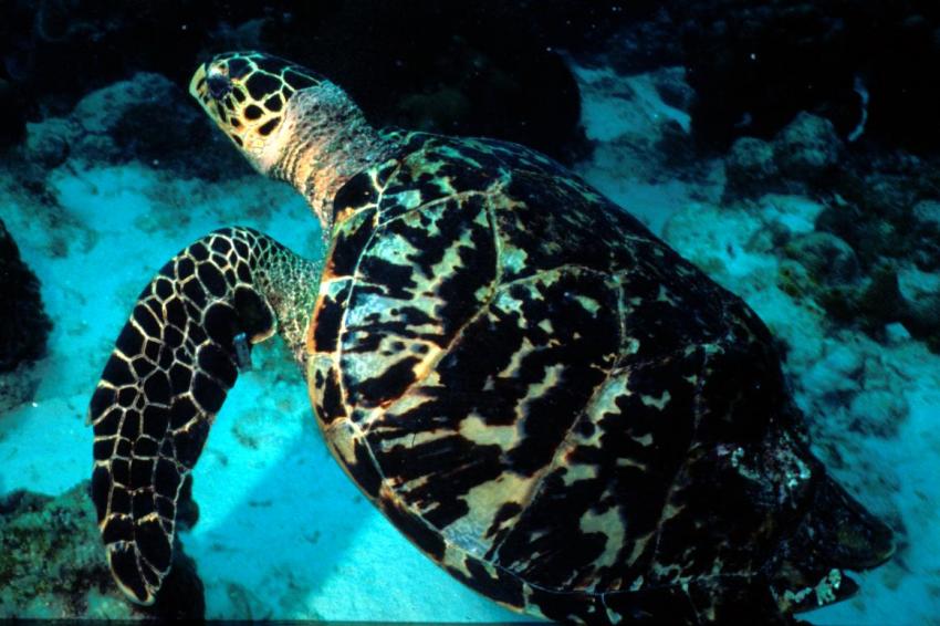 Bonaire, Bonaire,Niederländische Antillen,Suppenschildkröte auch am Hausriff