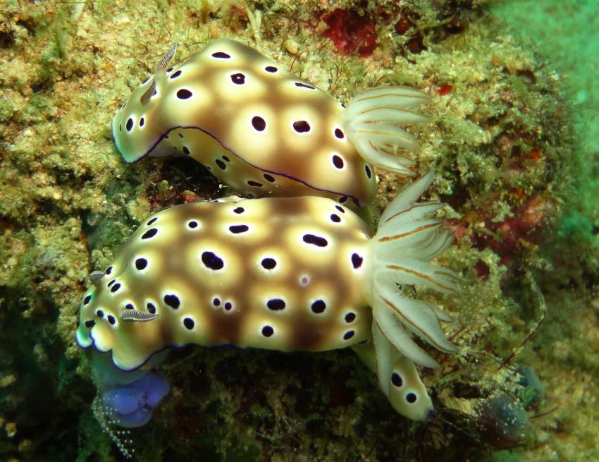 Bei den Cocktail Divers im Garden of Eden, Mindoro,Philippinen