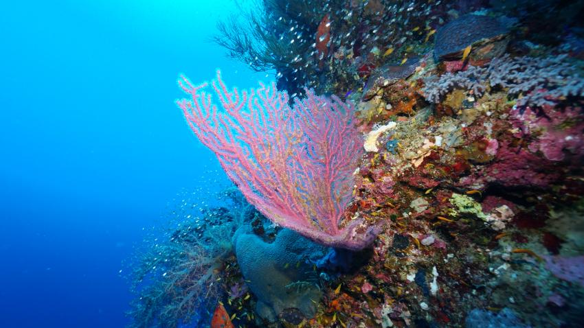 Hausriff, diving.DE Quseir, Ägypten, El Quseir bis Port Ghalib
