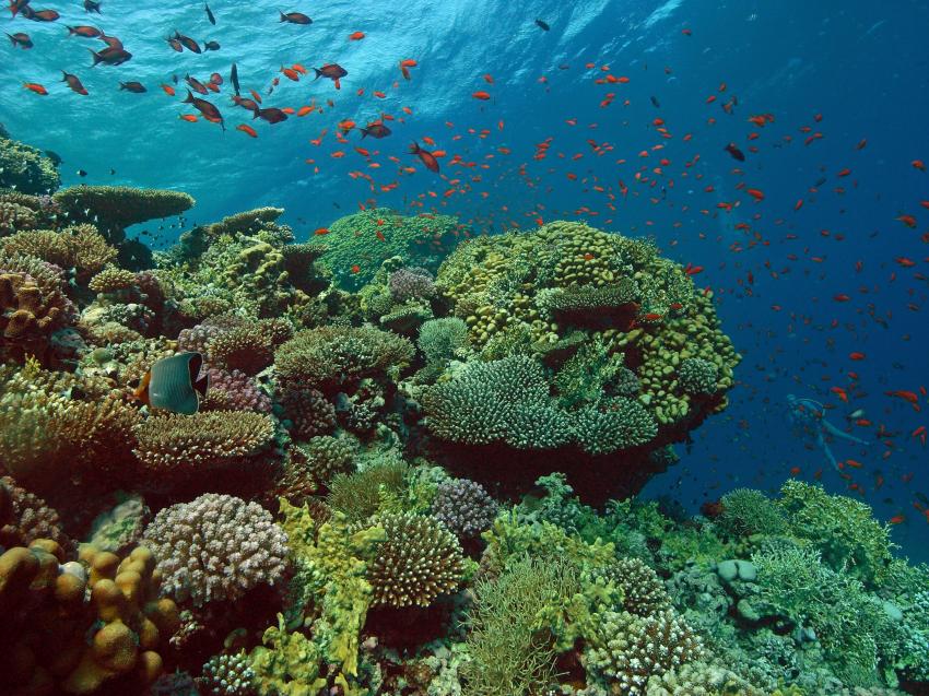 Intakte Riffe mit großer Artenvielfalt, Korallenriff, SUBEX, Radisson Resort, El Quseir, Ägypten, El Quseir bis Port Ghalib