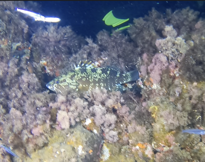 Lijo-sub, Isleta del Moro , Spanien, Spanien - Festland