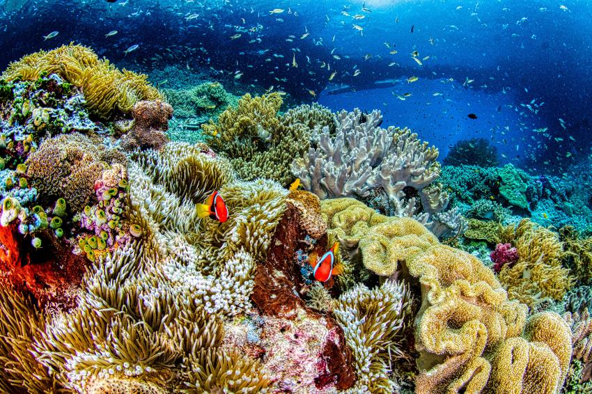 Diving, Scubaspa Indonesia, Indonesien