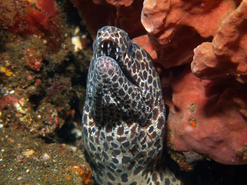 Bali allgemein, Bali,Indonesien,Muräne