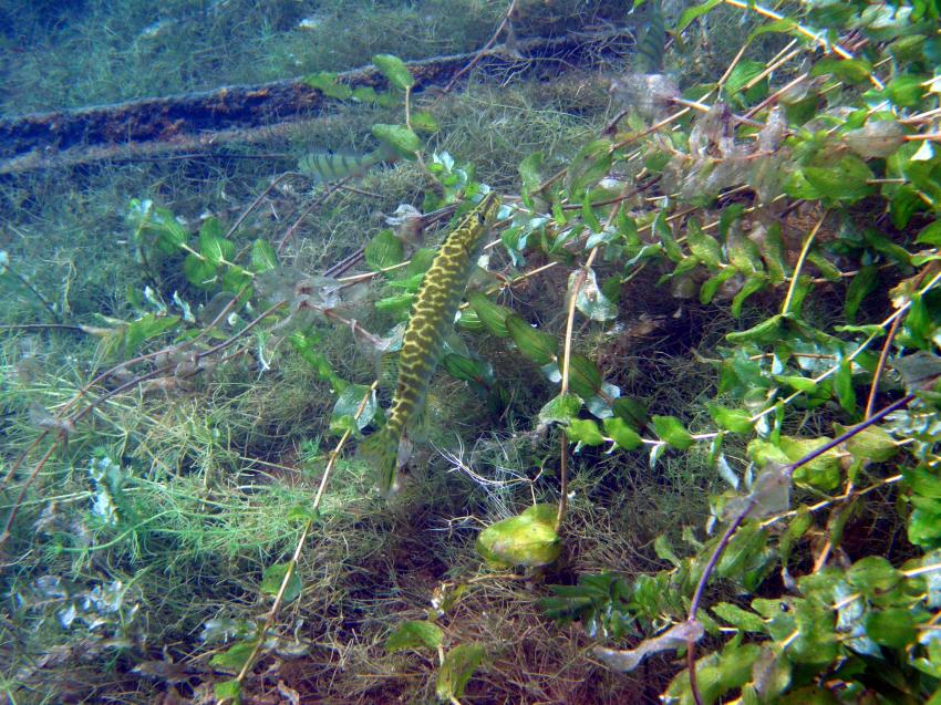 Helenesee, Helenesee,Brandenburg,Deutschland