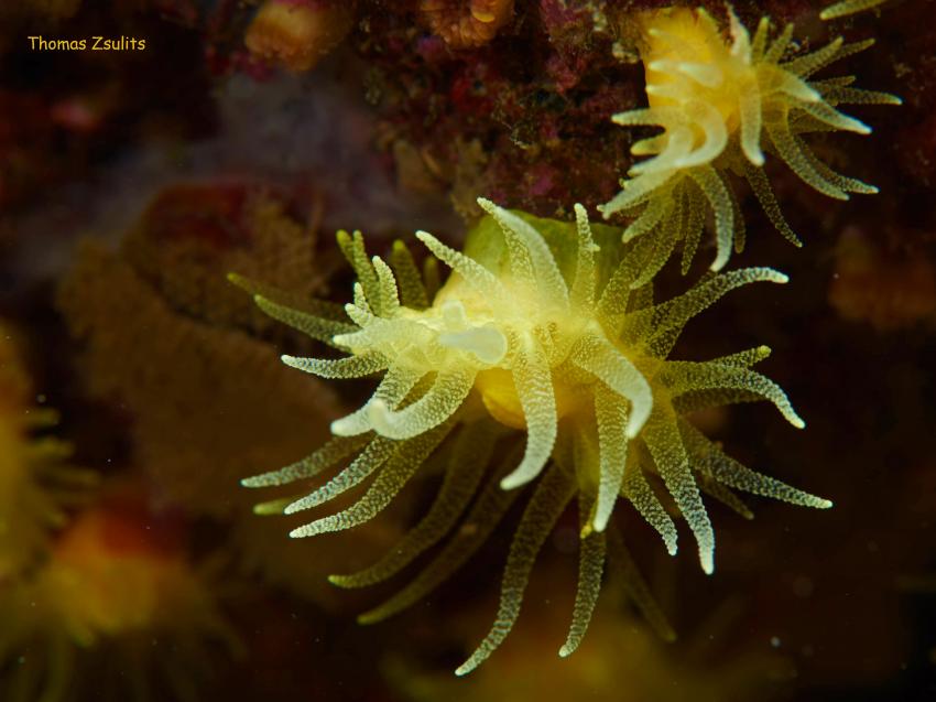 Sternkoralle Astroides calycularis, Sternkoralle, Astroides calycularis, Styria-Guenis-Diving-Center, Insel Krk, Kroatien
