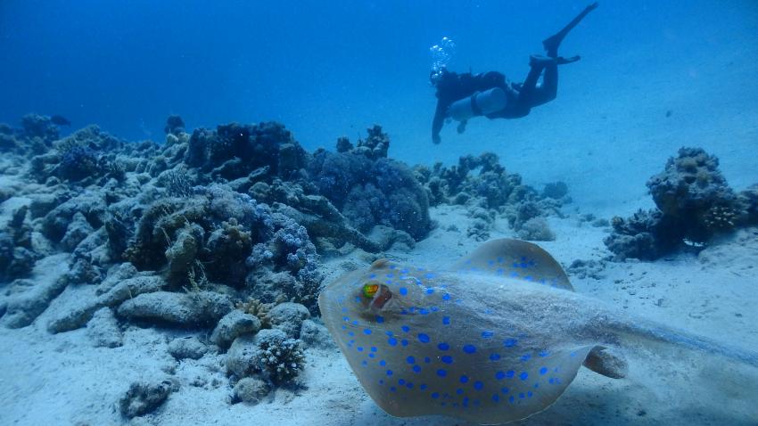 einer von vielen Blaupunktrochen, Ducks Superior Marsa Alam, Ägypten, Marsa Alam und südlich