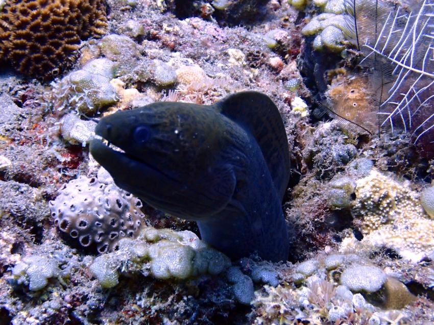 No Fear Diving, Amed, Indonesien, Bali