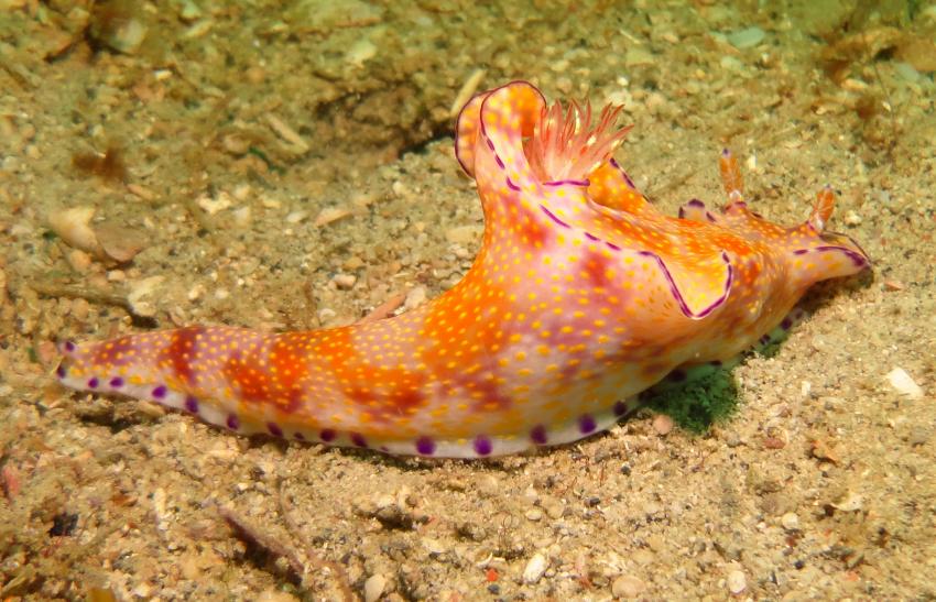 Bei den Cocktail Divers im Garden of Eden, Mindoro,Philippinen