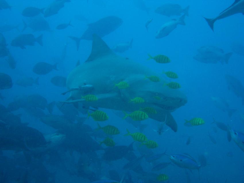 The Bistro - Full of Sharks, Beqa Lagoon,Fidschi
