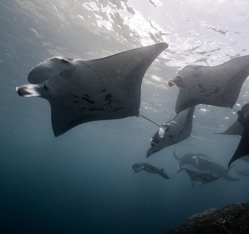 Manta ray, Dive Shop Maldives, Fenfushi, Malediven