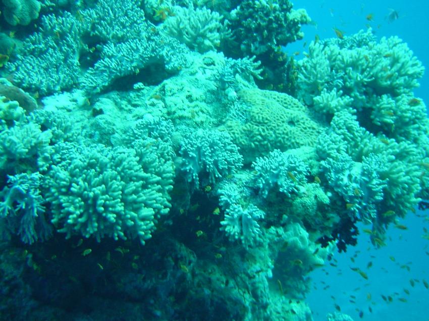 Safaga, Safaga - allgemein,Ägypten