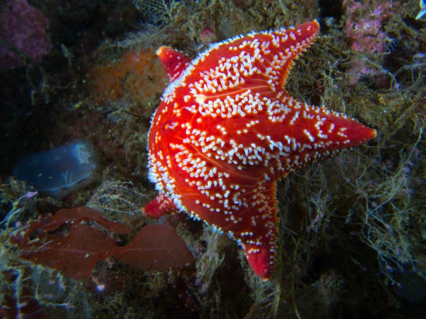 Nature, One Ocean Dive Resort, Kristiansand, Norwegen