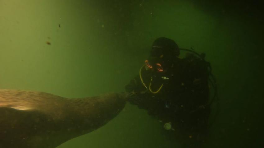 beschnuppern ;-) , Tauchschule 'baltic-diver-circle' Rostock / Rügen, Deutschland, Mecklenburg-Vorpommern