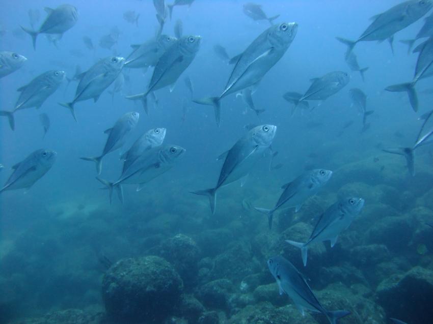 Schwarm von Stachelmakrelen, Panama Dive Center, Santa Catalina, Panama