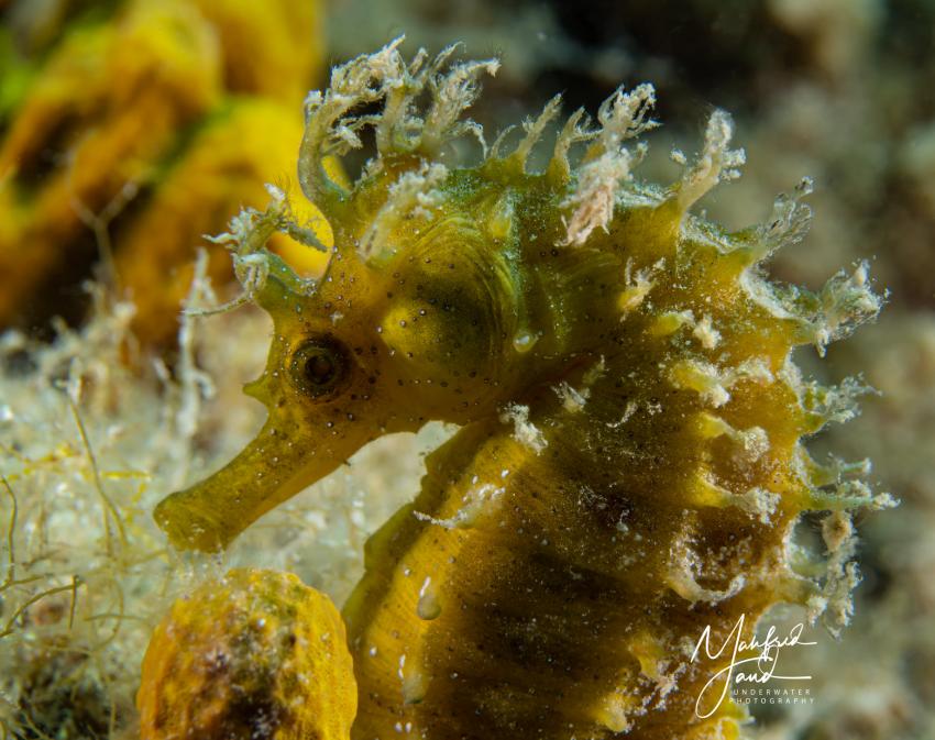 seahorse, Hang-Loose-Diving, Punat, Insel Krk, Kroatien