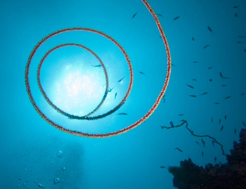Amba Tauchsafari - Haa Alifu Atoll, Haa Alifu Atoll,Malediven,peitschenkoralle,spirale