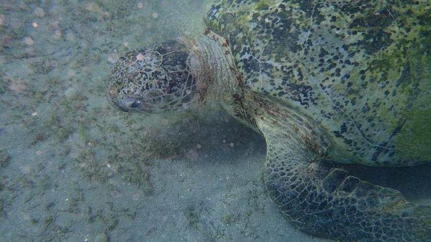 oceanblue,dreams beach,marsa alam, Ägypten, Marsa Alam und südlich