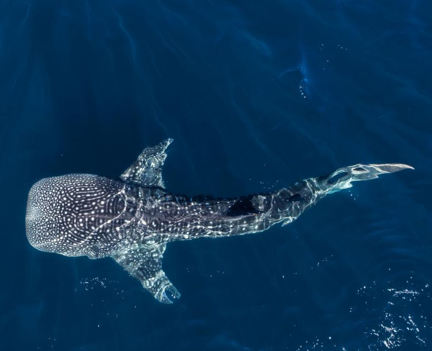 Whale shark