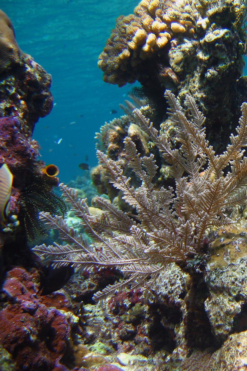 Pulau Satonda, Pulau Satonda,Indonesien,Riff,verschiedene Korallen