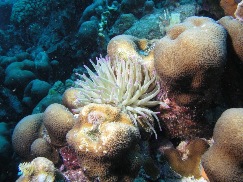 Bonaire, Bonaire,Niederländische Antillen,anemone